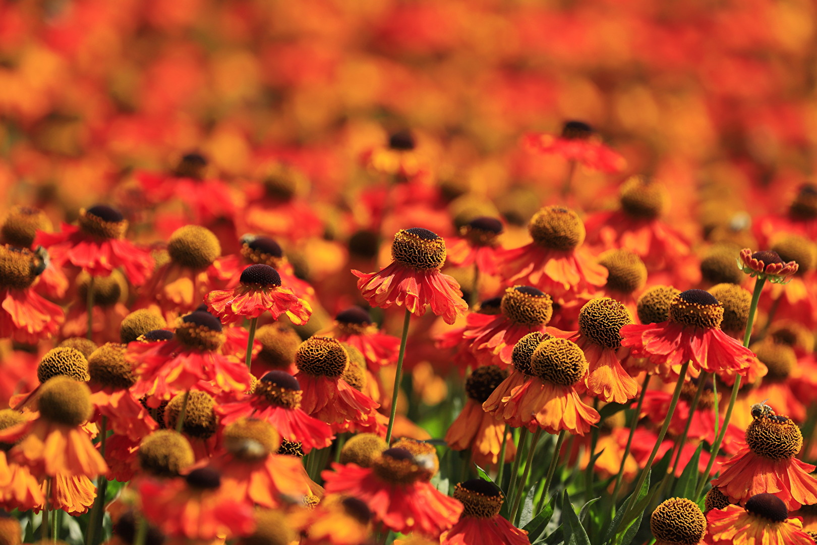 Blüten und Kleinpflanzen (allgemein)