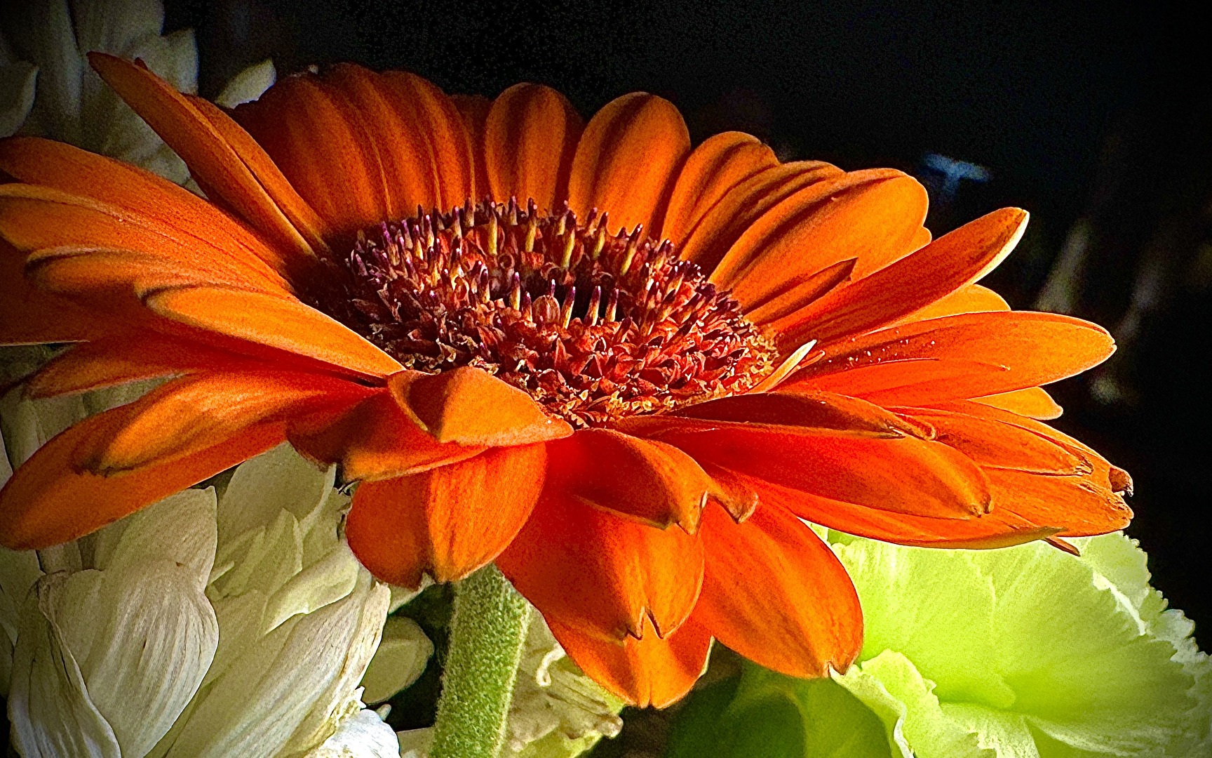 Blüten und Kleinpflanzen (allgemein)