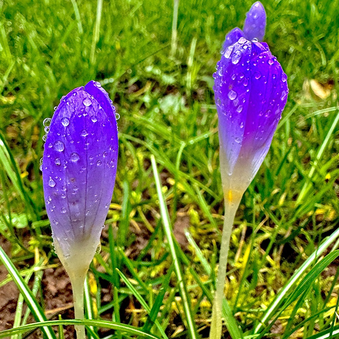 Die ersten Frühlingsboten… 🤗