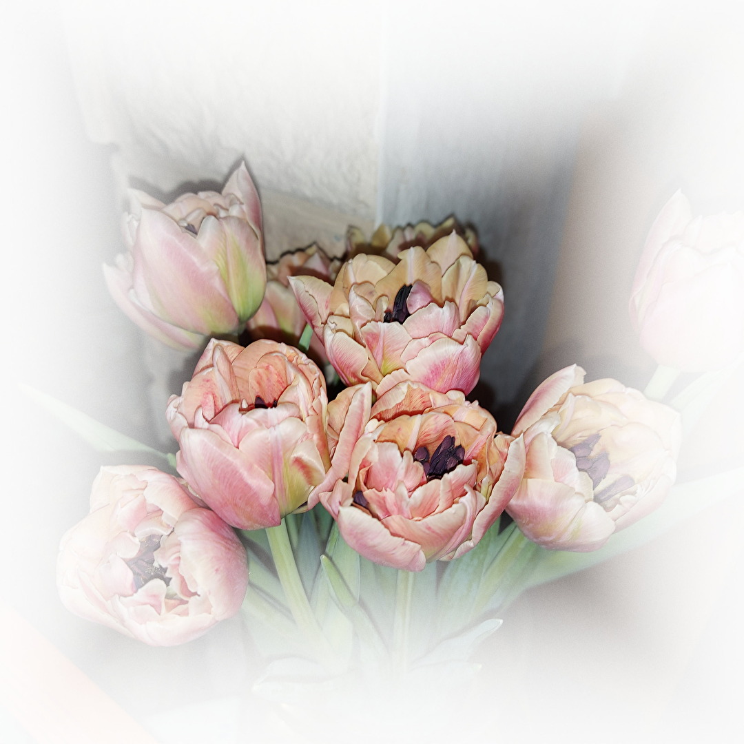 Frühling in den Stuben