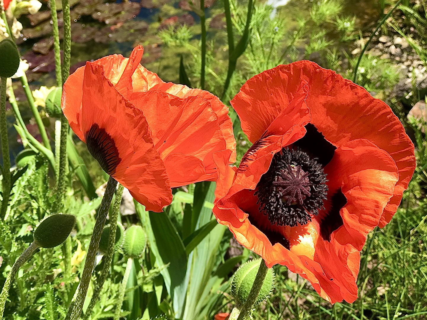 Mohn