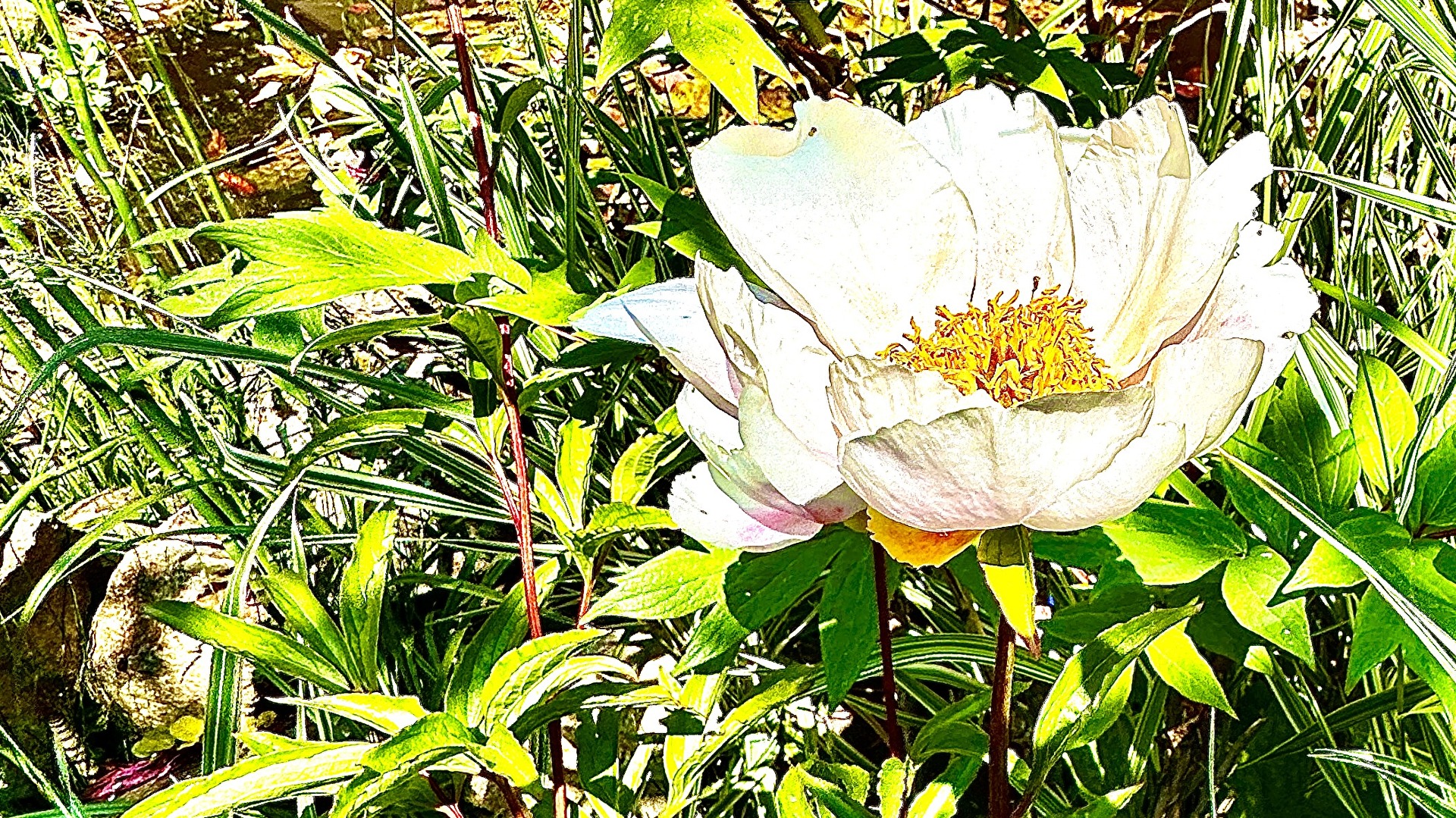 Blüten und Kleinpflanzen (allgemein)