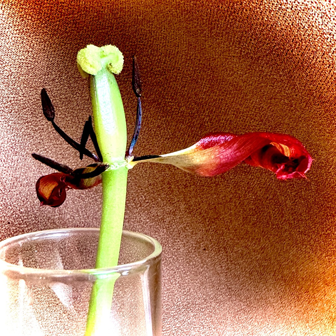 Leben und Tod — Der ewige Kreislauf