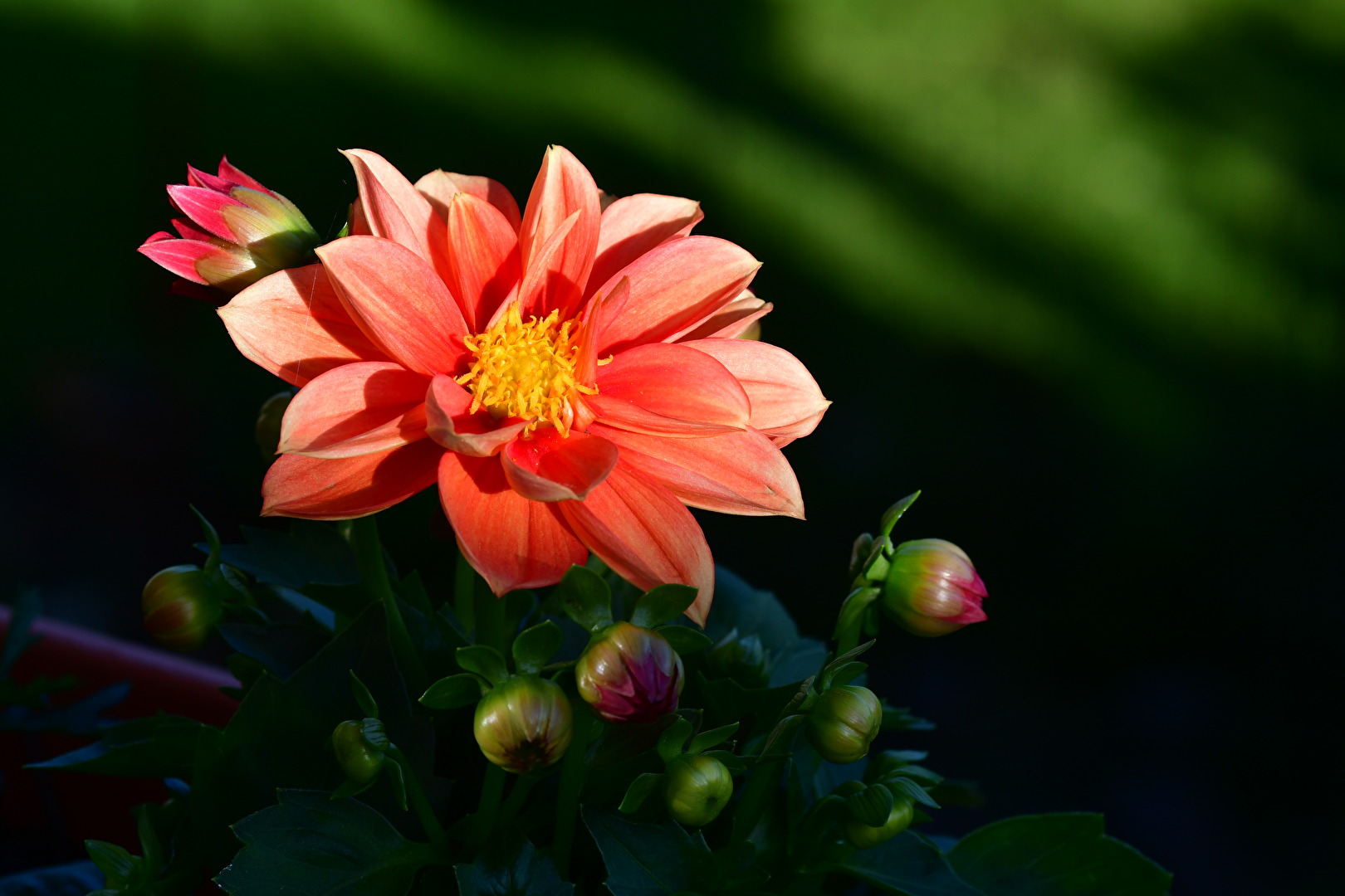 Blüten und Kleinpflanzen (allgemein)