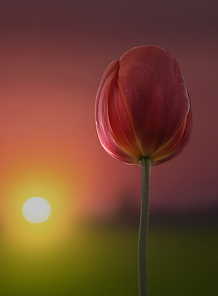 Tulpenlicht am Abend
