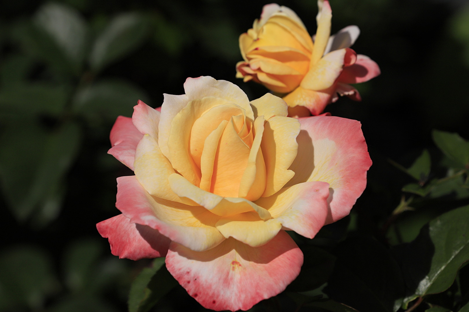 #Rose