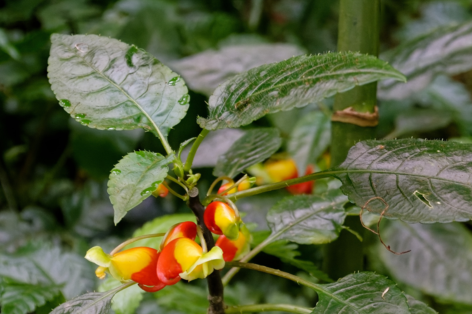 Blüten