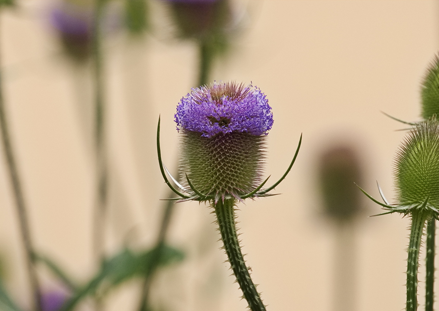 Blüten und Kleinpflanzen (allgemein)