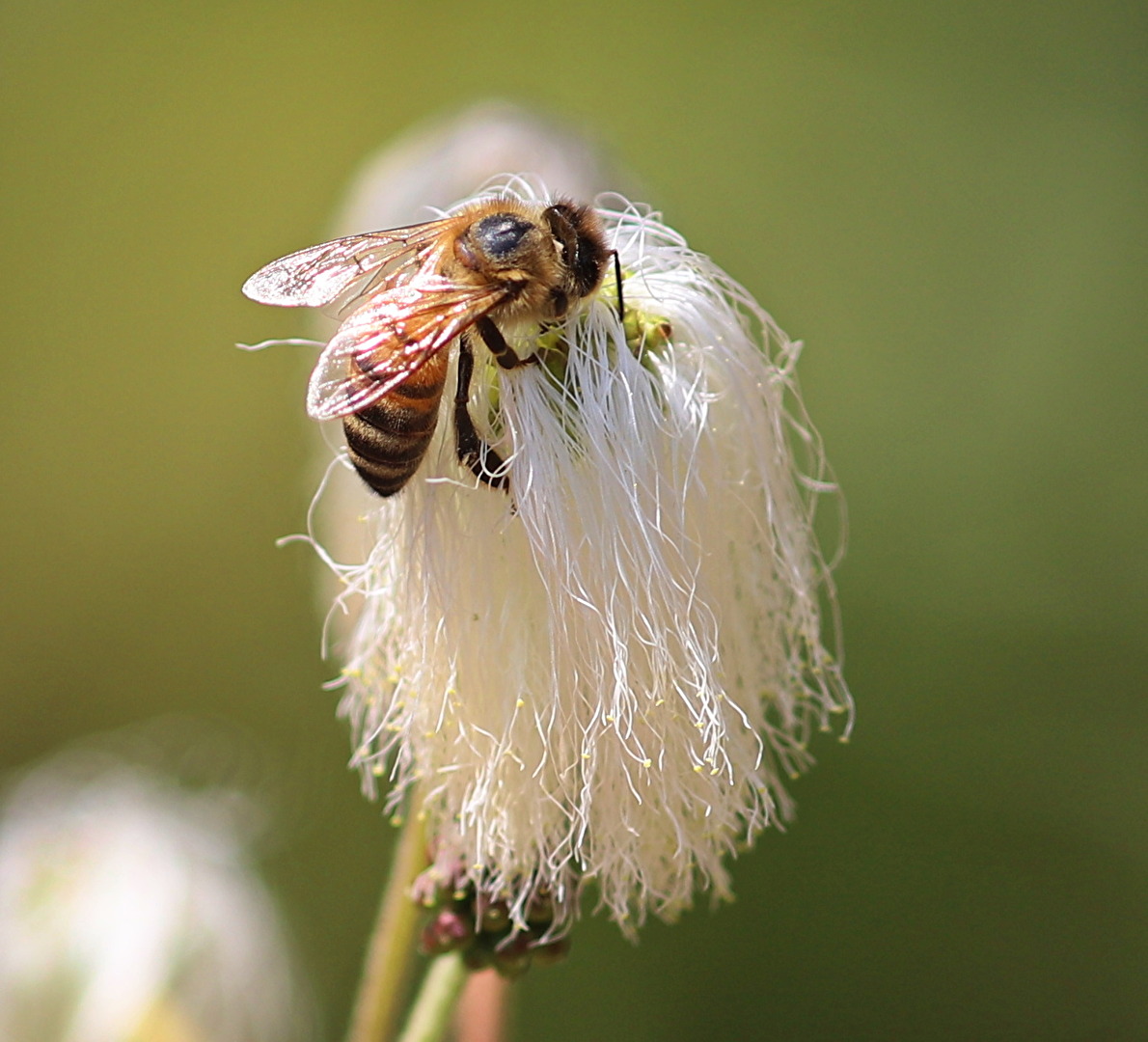 Blüten und Kleinpflanzen (allgemein)