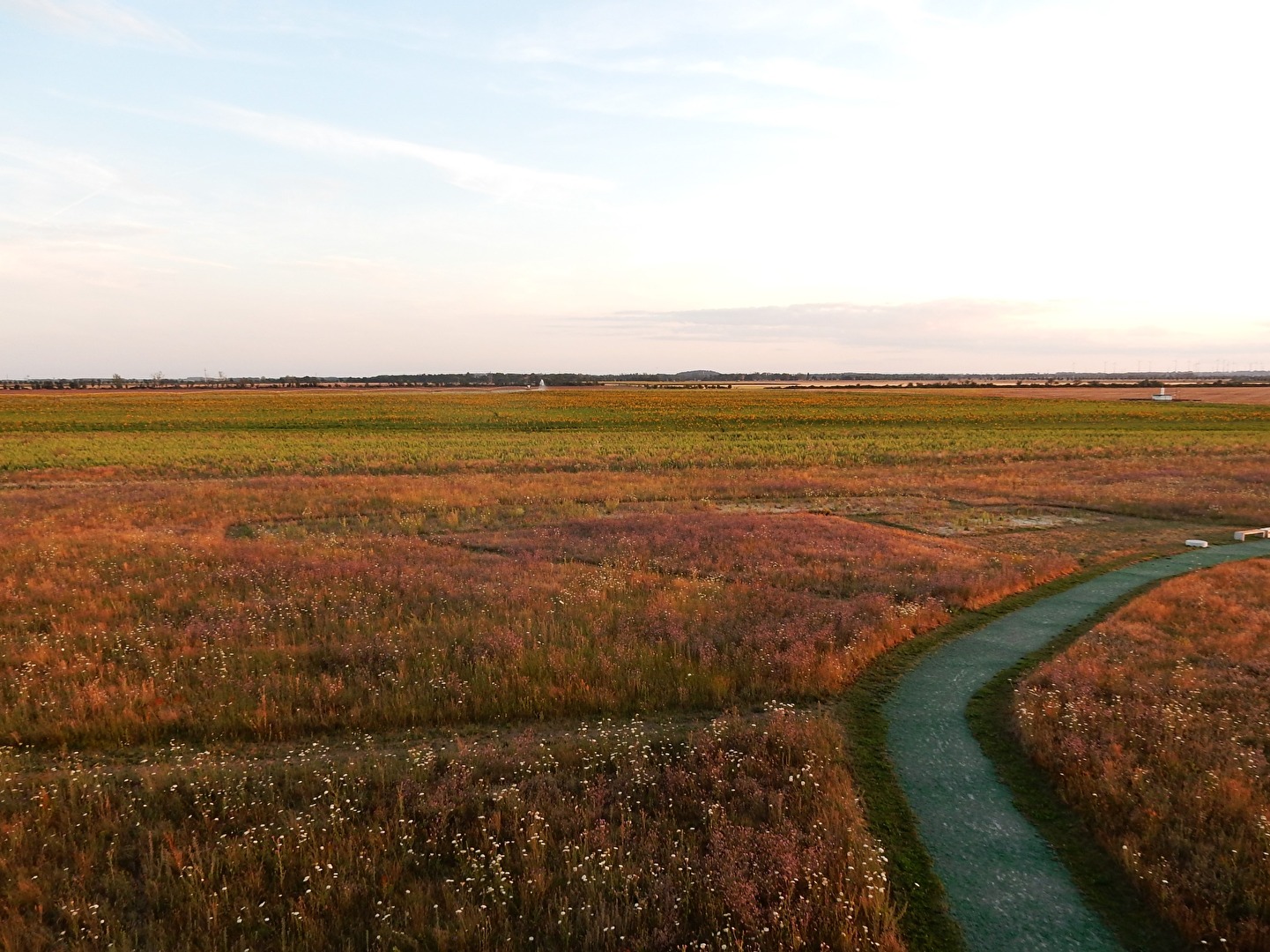 Blühender Randstreifen am Abend