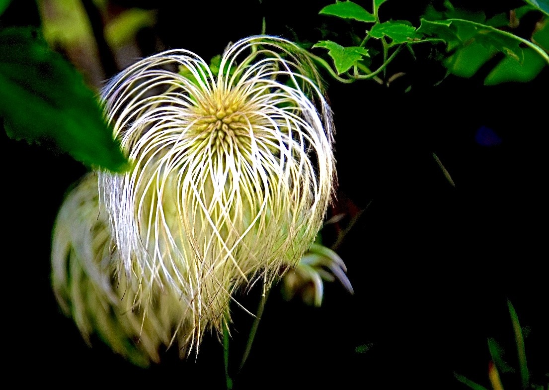 Blüten und Kleinpflanzen (allgemein)