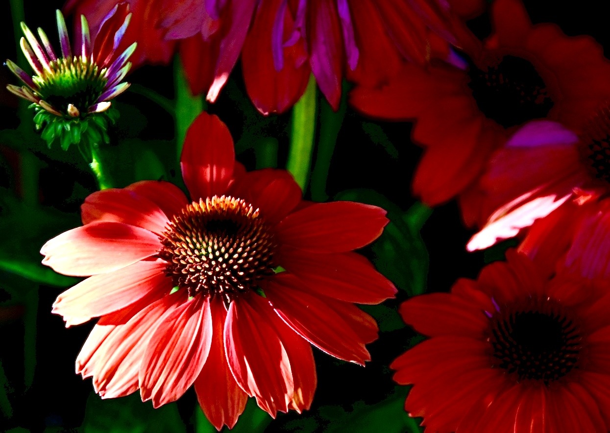 Blüten und Kleinpflanzen (allgemein)