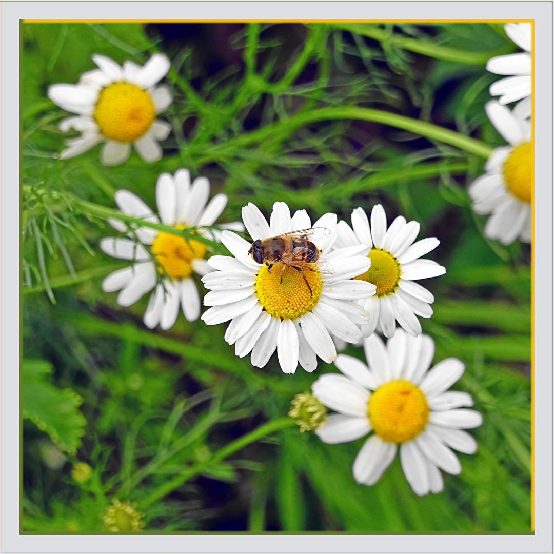 Blüten und Kleinpflanzen (allgemein)