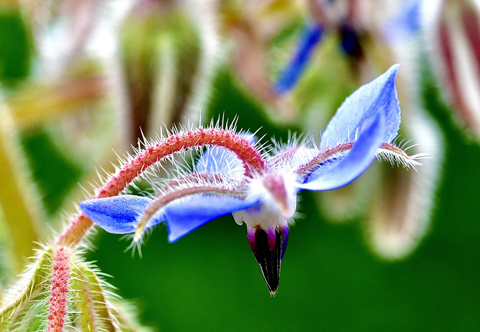 Borretschblüte