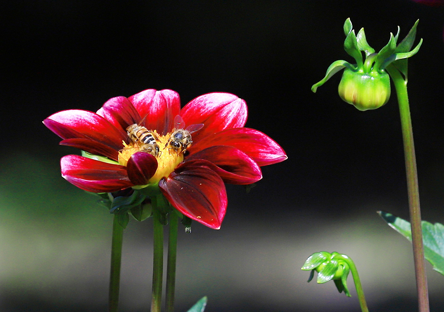 Blüten und Kleinpflanzen (allgemein)