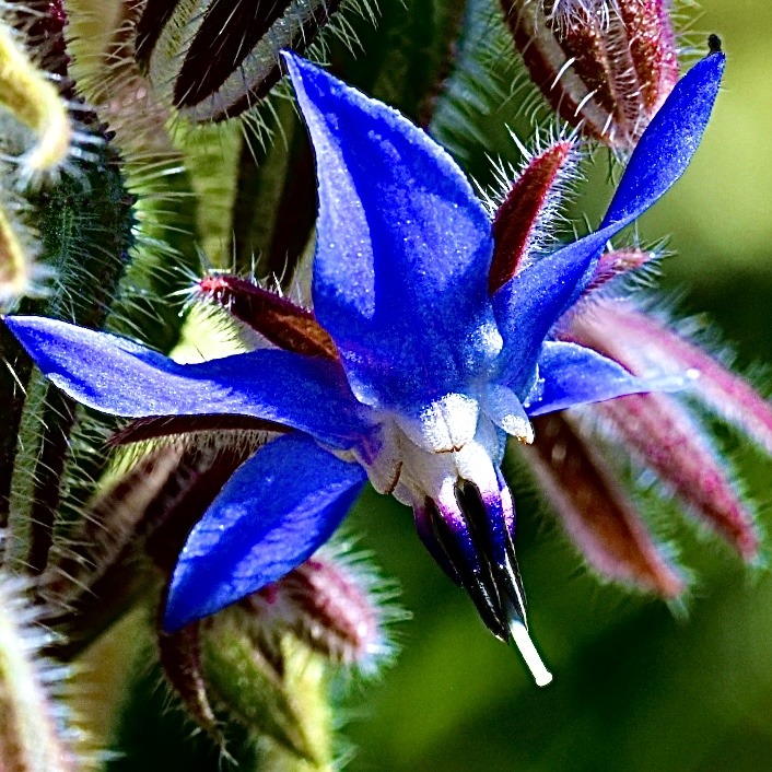 Blüten und Kleinpflanzen (allgemein)