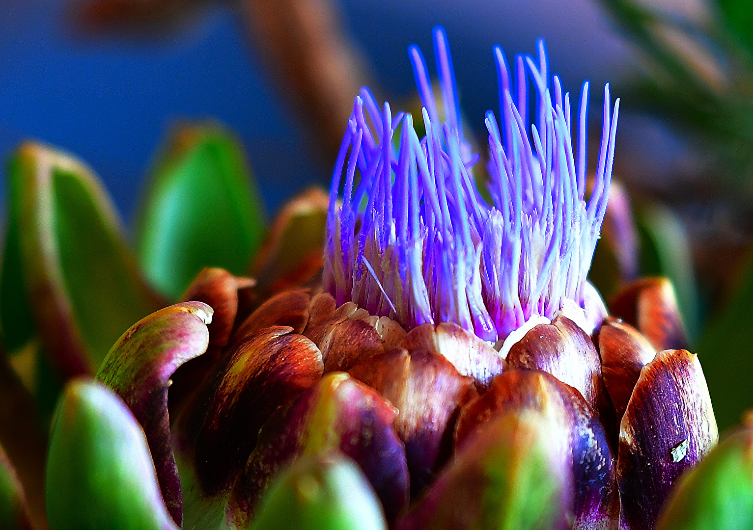 Blühende Artischocke