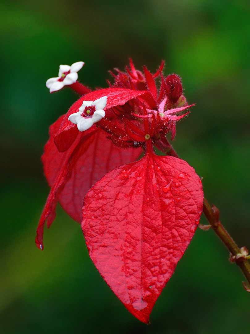 Betropft - (Mussaenda fulgens)
