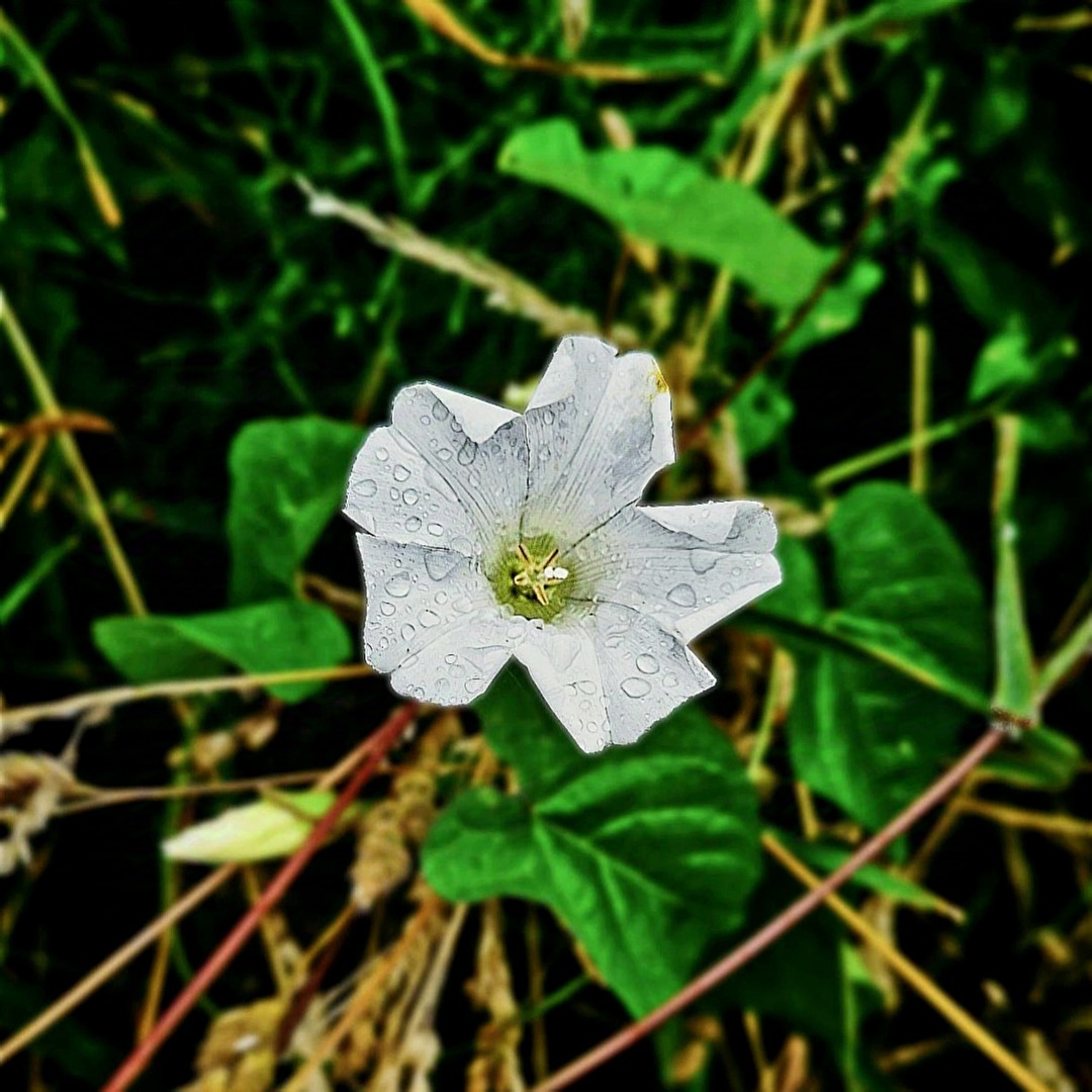Drops of Rain