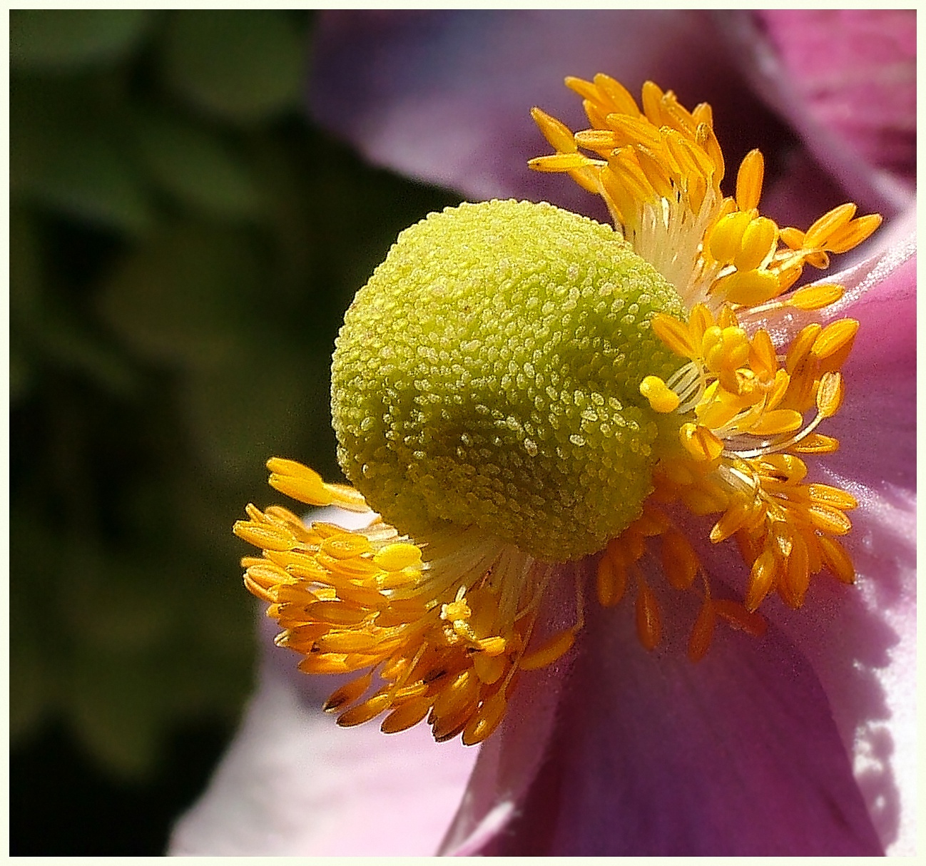 "Blümchen"