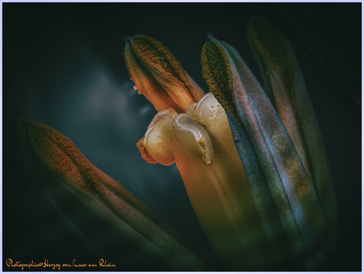 Tulpenkelch - Makroaufnahme 70 Fotos