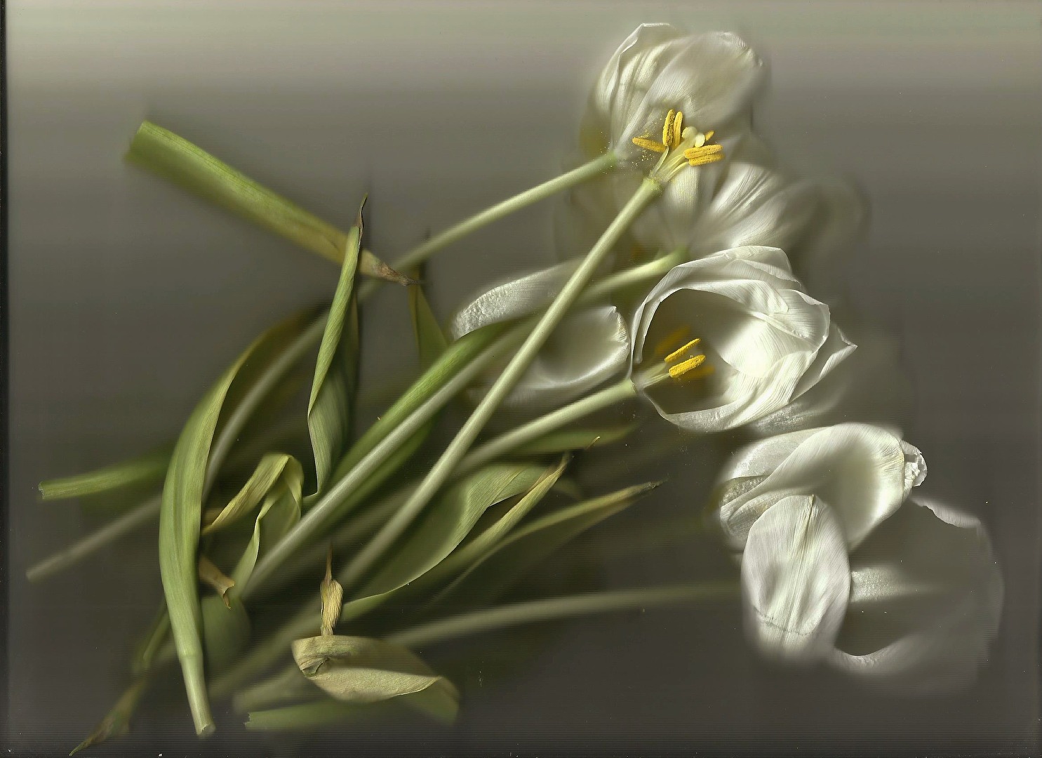 Tulpen mal anders präsentiert