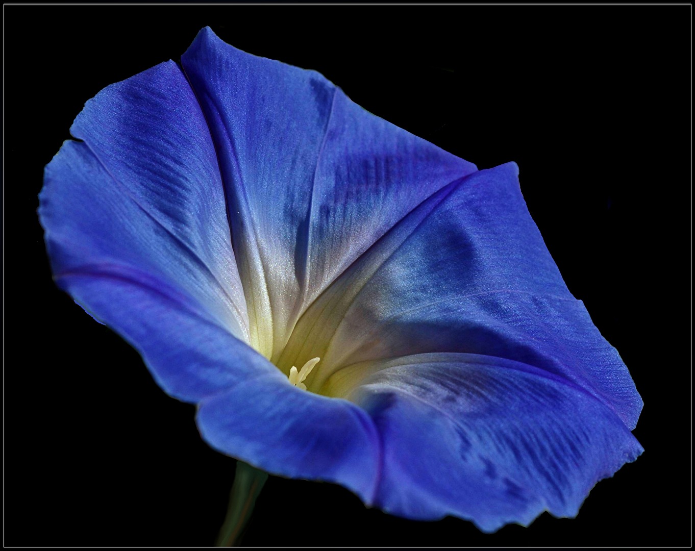 "Blümchen"