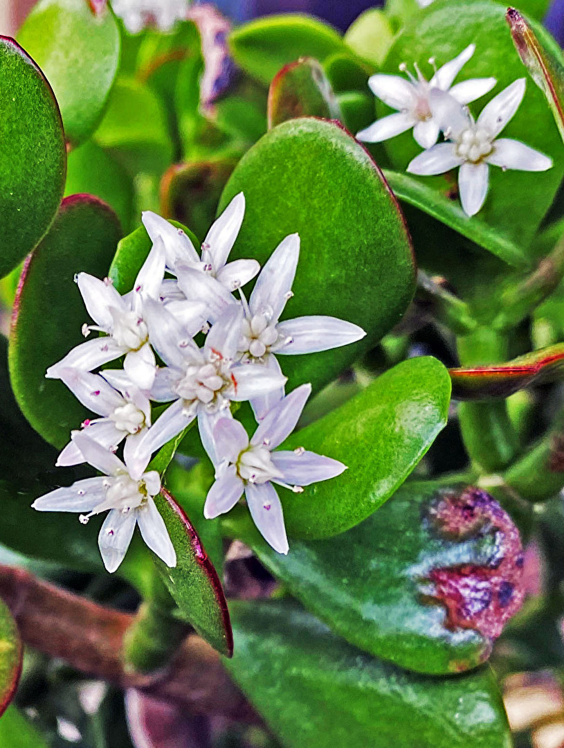 Geld-Baum Blüte