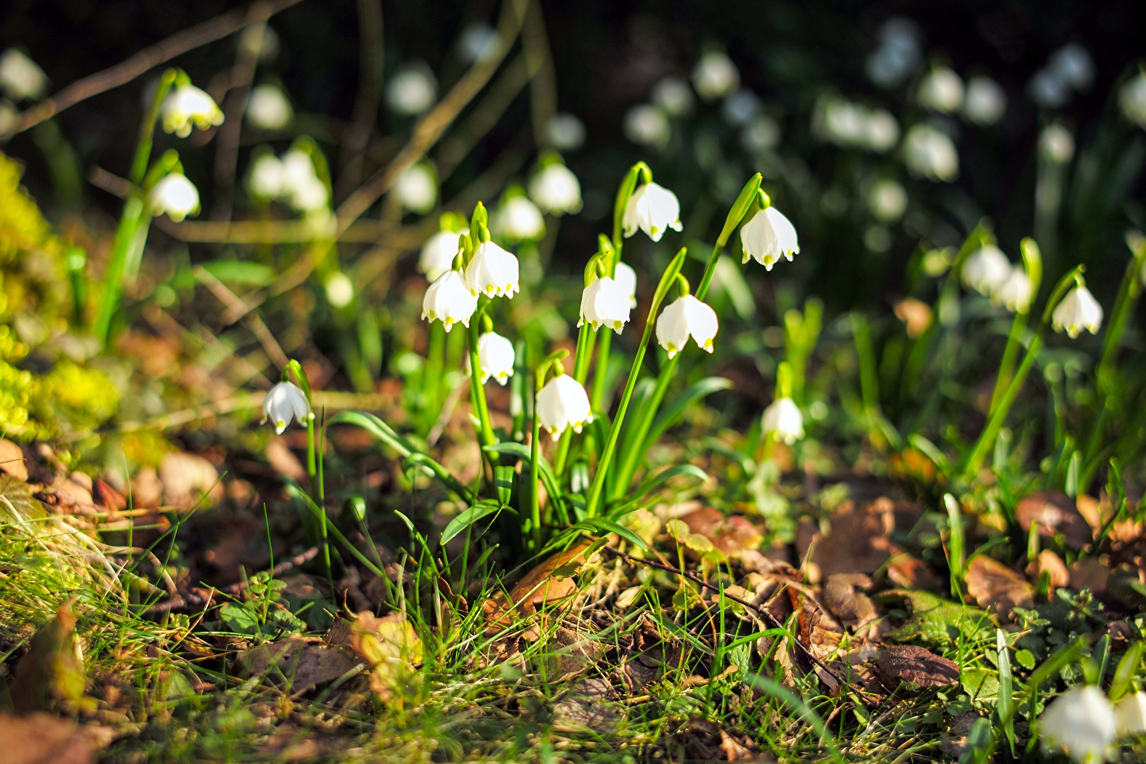 #Frühling