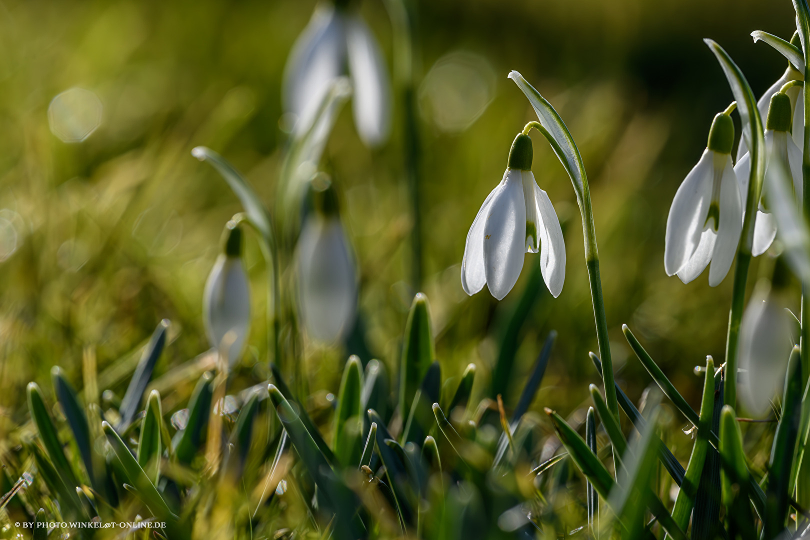 Schneeglöckchen im Garten