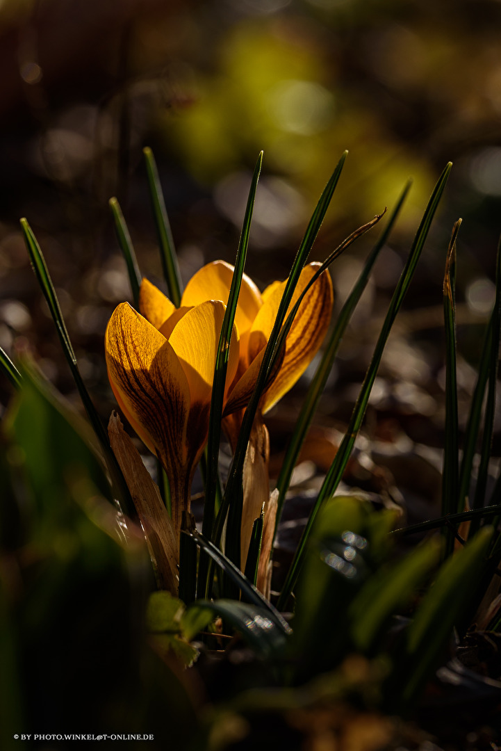 Krokus im Gegenlicht