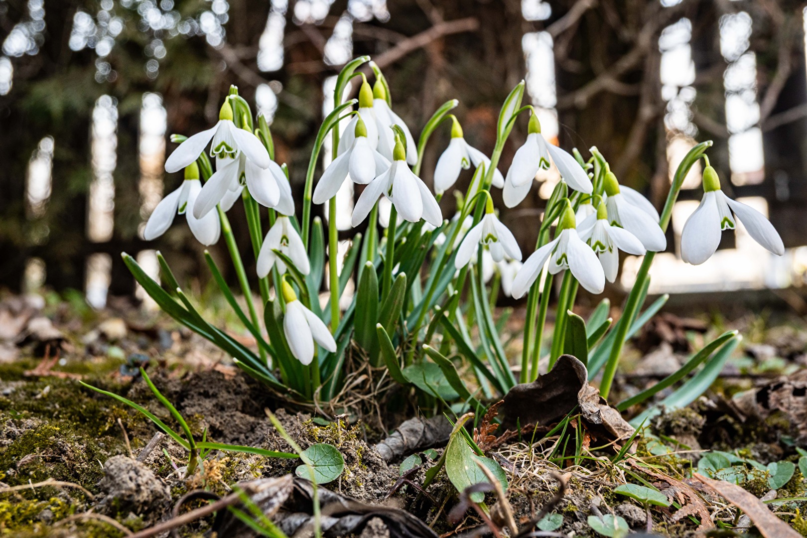 die ersten Blumen sind endlich da