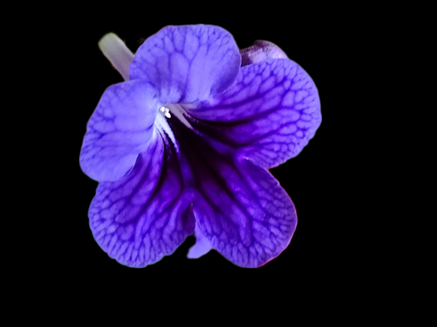 Blüte der Drehfrucht/Topfpflanze