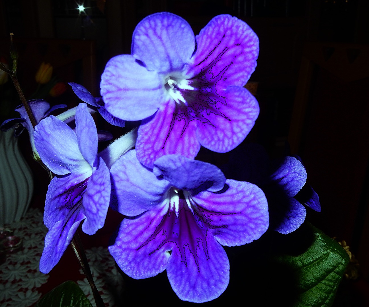Drehfruchtblüte