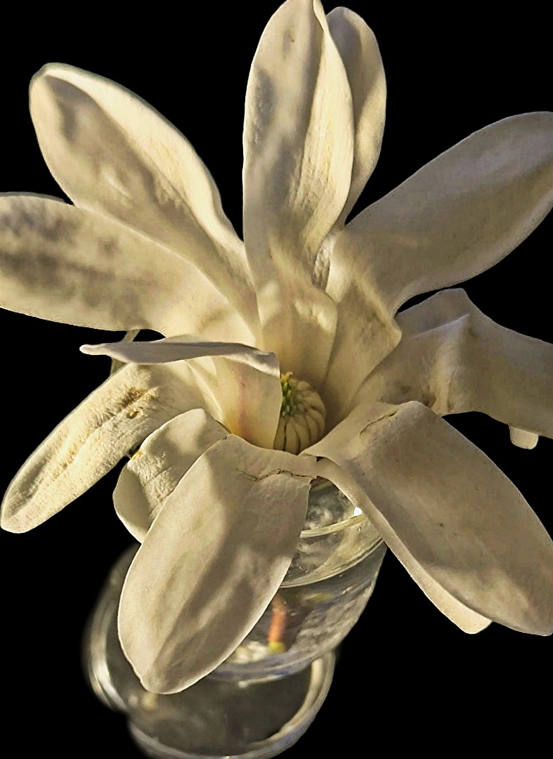 Stern-Magnolie