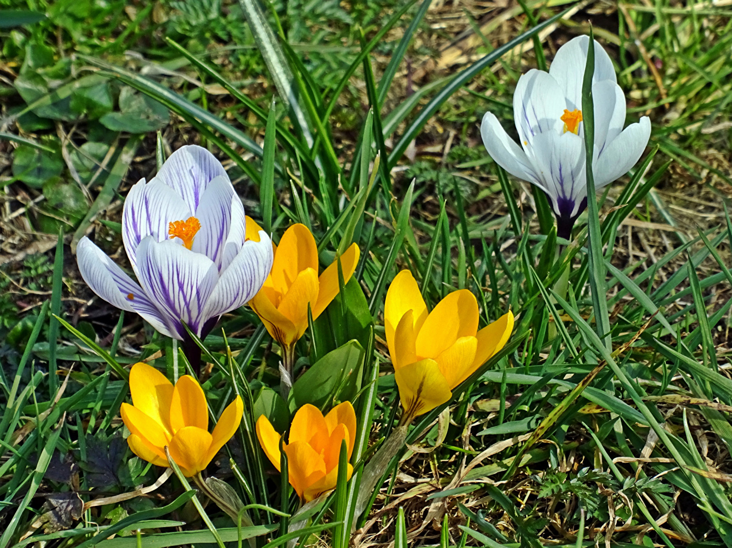 Blüten und Kleinpflanzen (allgemein)