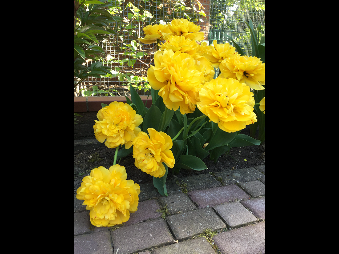 #Tulpen