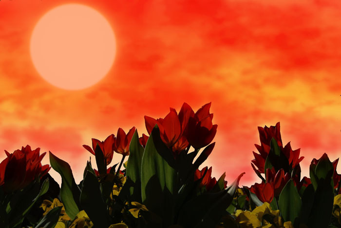 #Tulpen