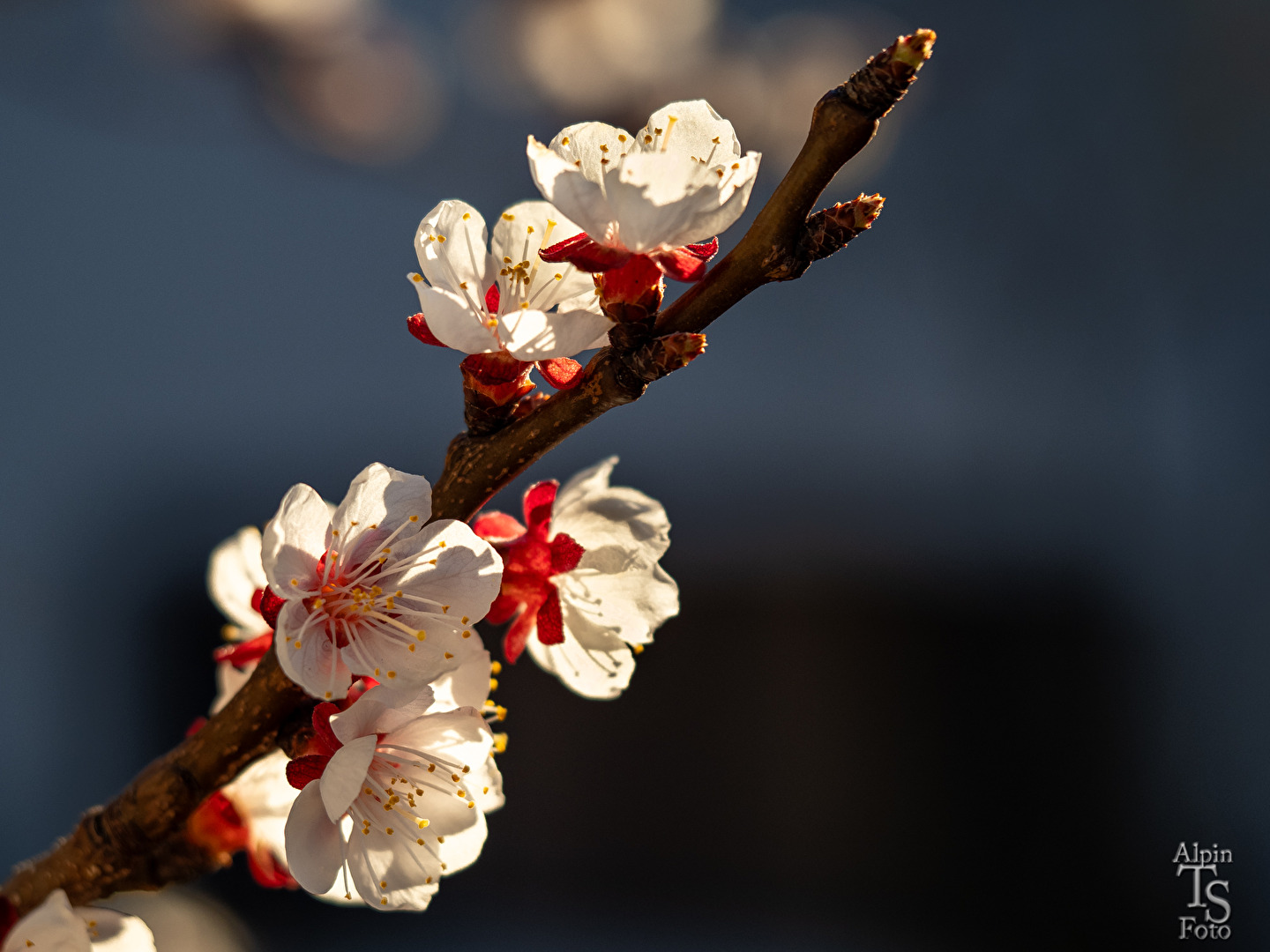 Frühlingsbeginn