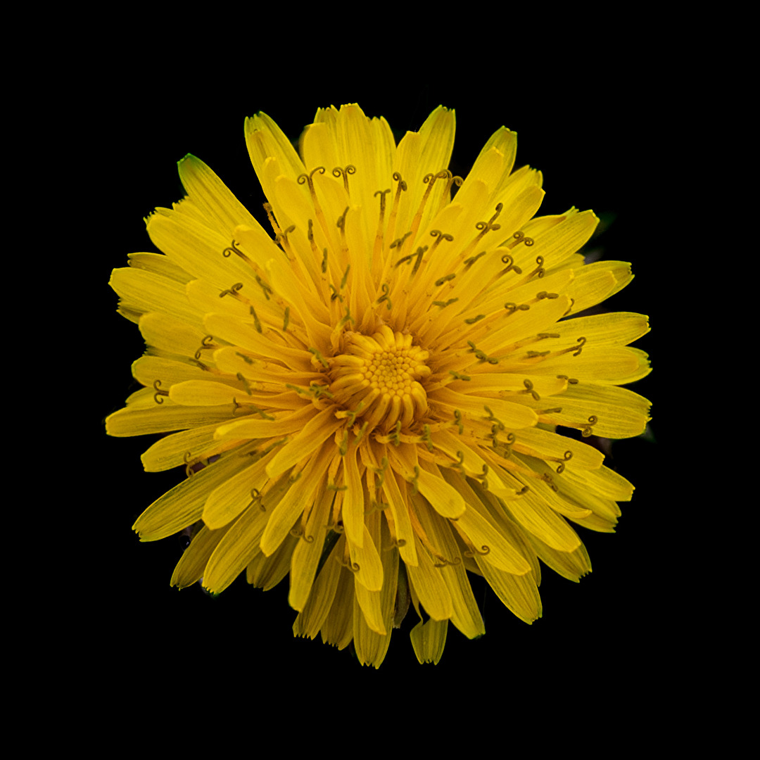 Zahn des Löwen ≠ Löwenzahn