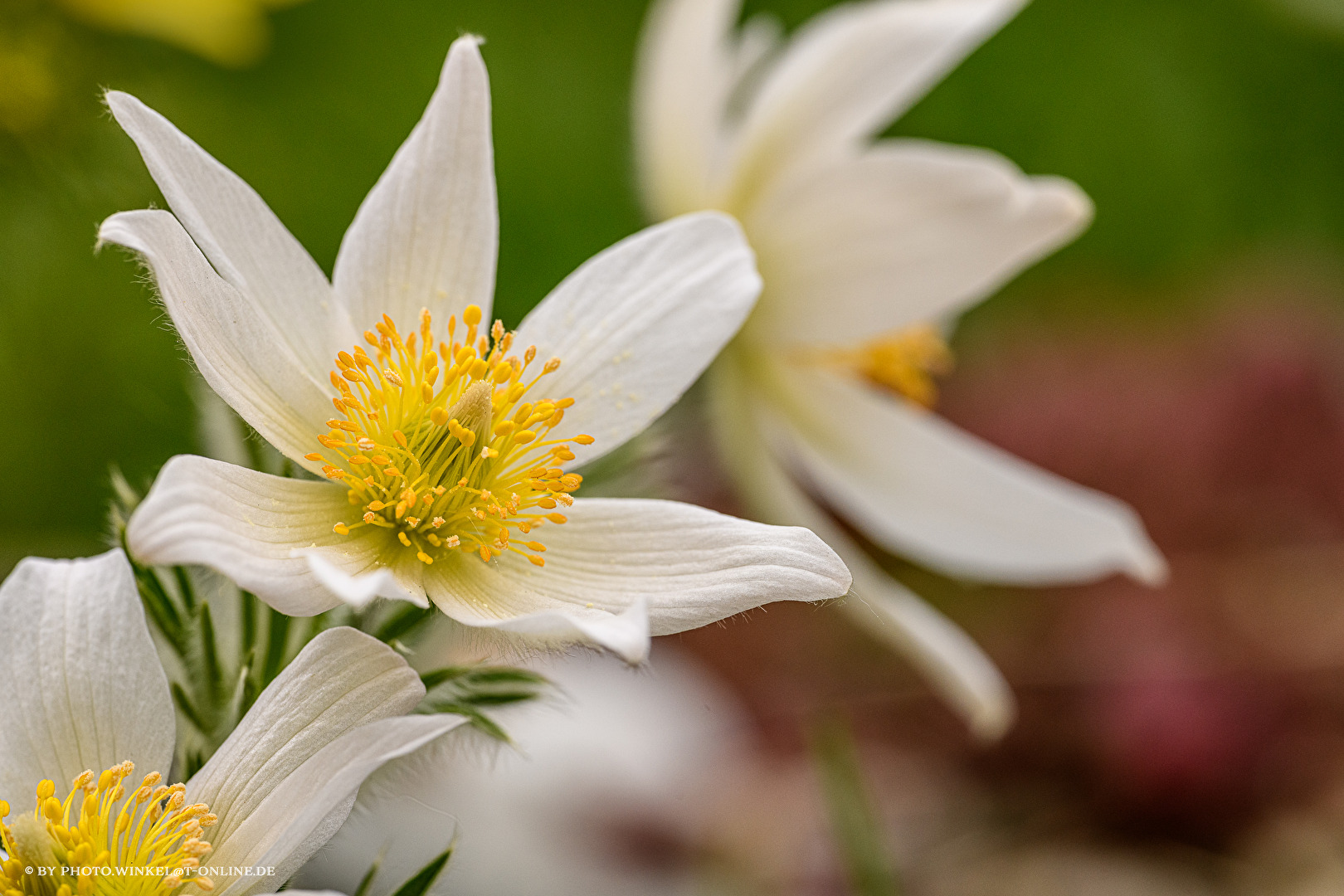weiße Küchenschelle im heimischen Garten