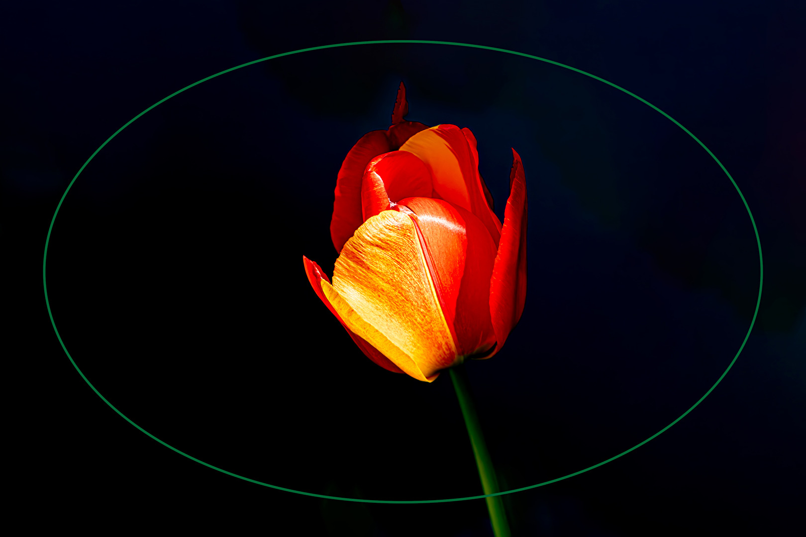Tulpenblüte