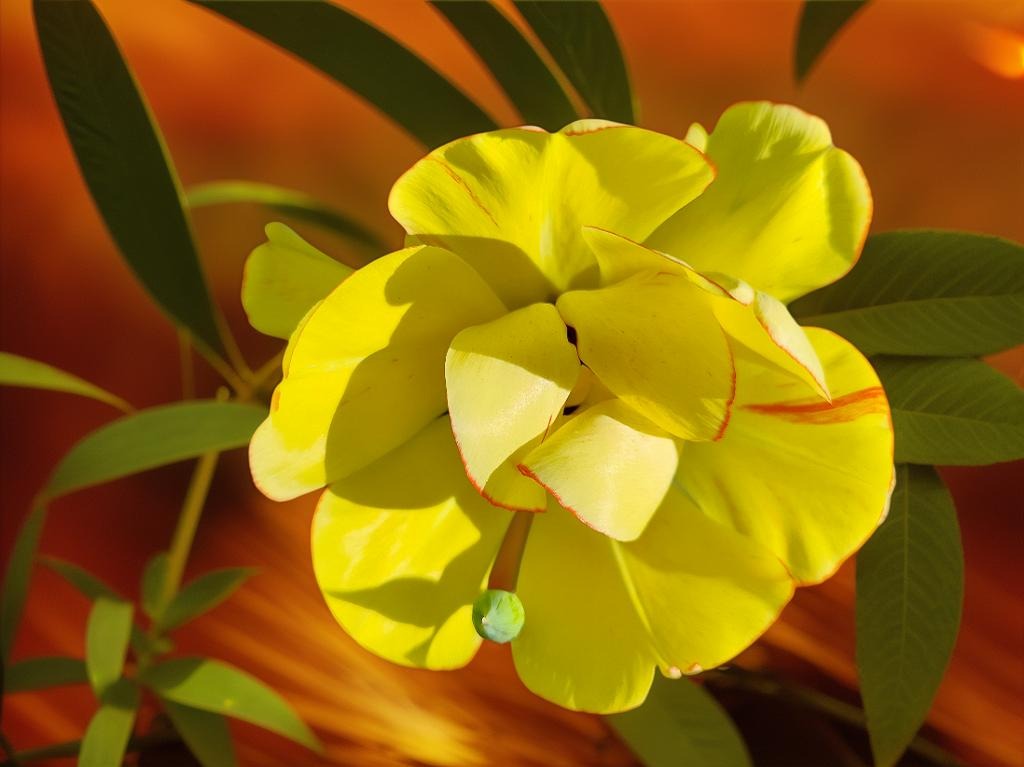Tulpe