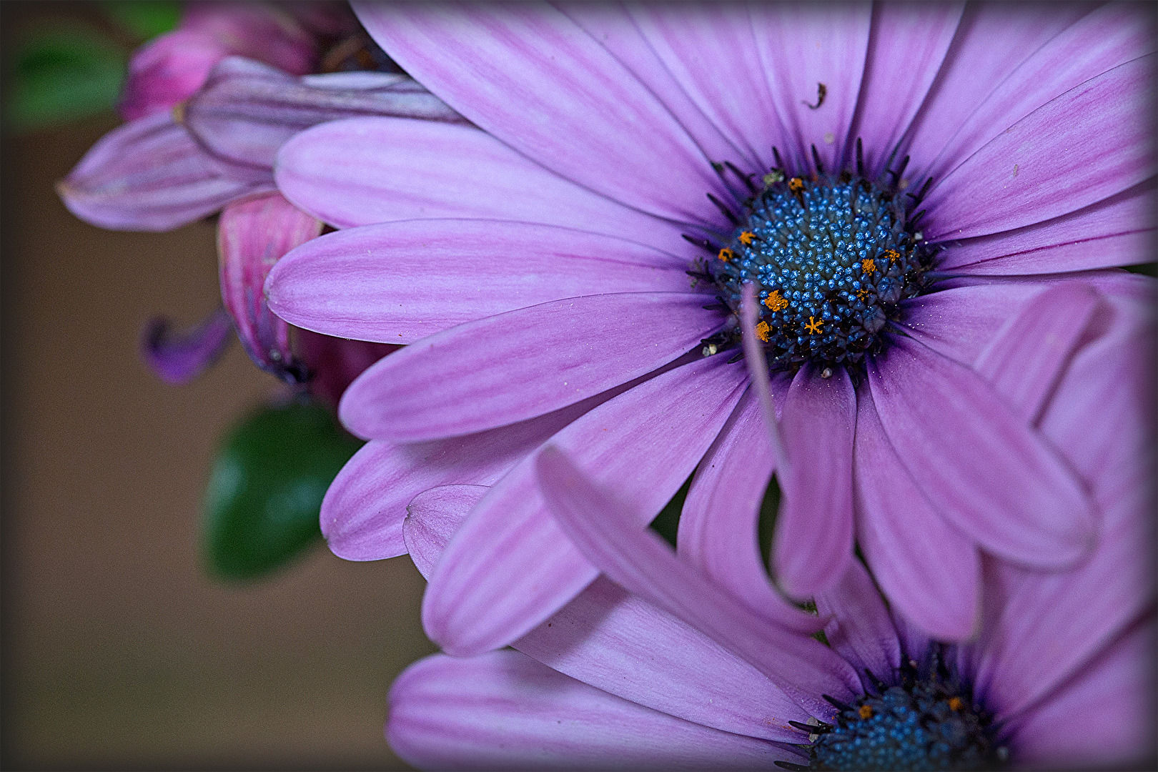 Wer genau hinschaut, sieht sogar die Sterne im Mikrokosmos "Blüte"