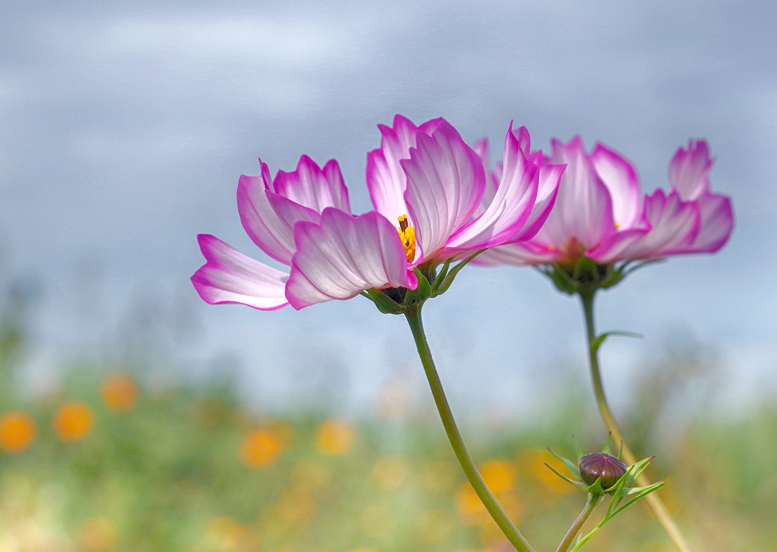 Blümchen