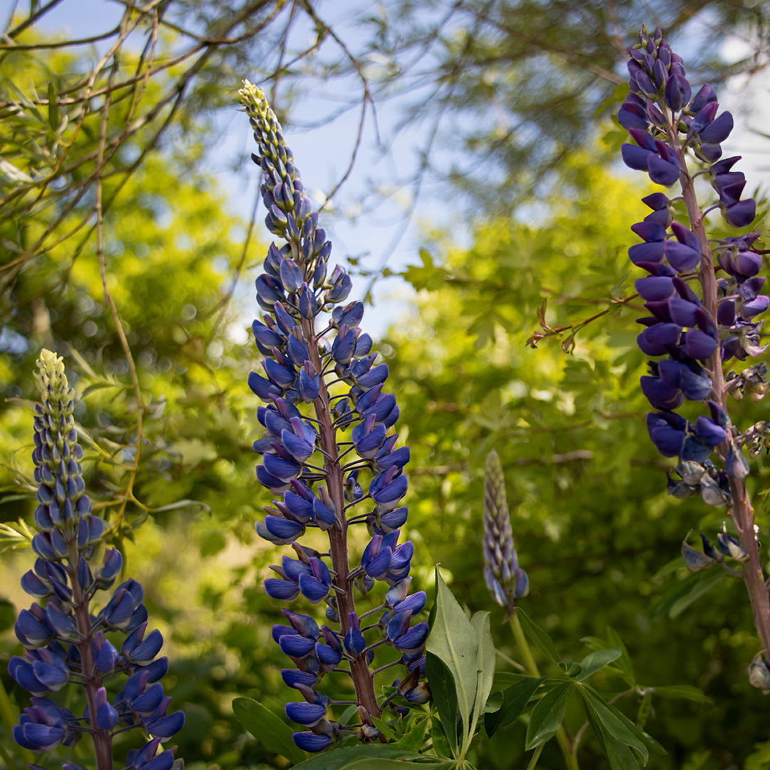 blaue Lupinie