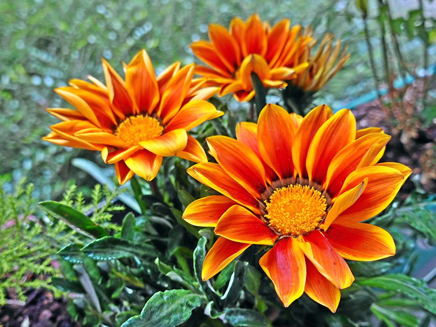 Blüten und Kleinpflanzen (allgemein)