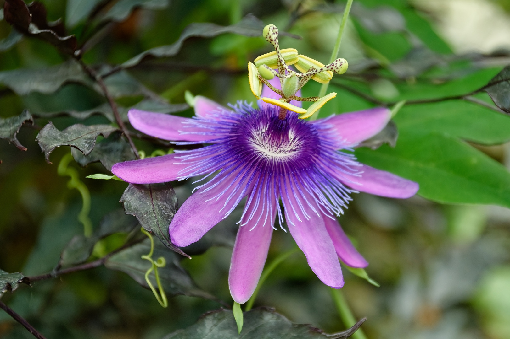 Blüte