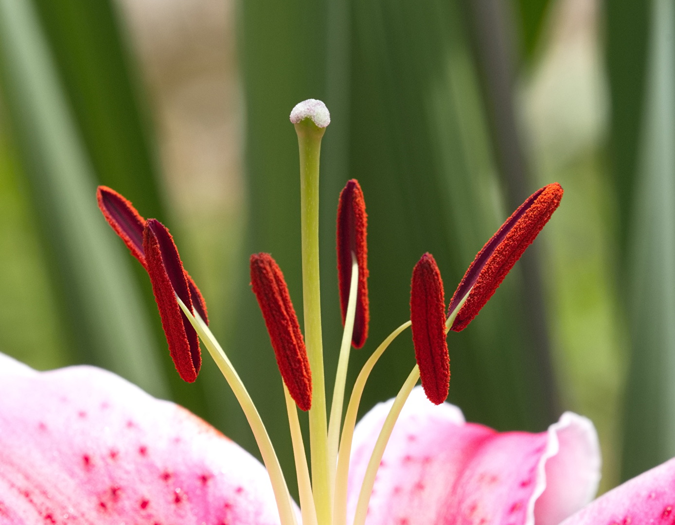Blüten und Kleinpflanzen (allgemein)