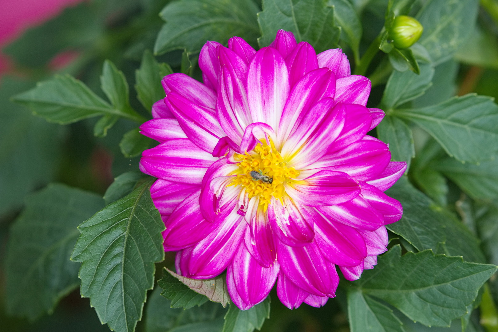 Blüten und Kleinpflanzen (allgemein)